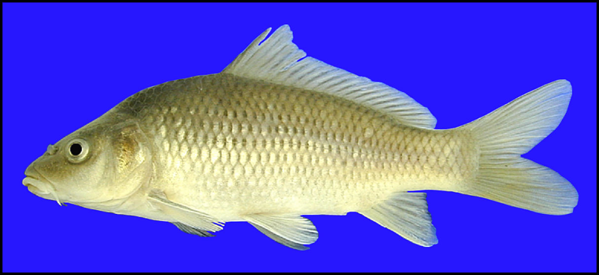 Common Carp Cyprinus Carpio